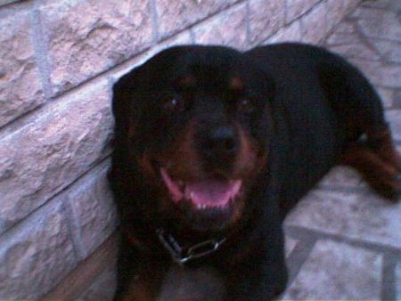 Mon dog !!